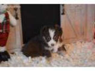 Australian Shepherd Puppy for sale in Unionville, MO, USA
