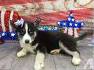 Siberian Husky Puppy for sale in WINTER PARK, FL, USA
