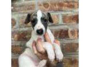Whippet Puppy for sale in Kearny, NJ, USA