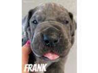 Great Dane Puppy for sale in Oak City, NC, USA