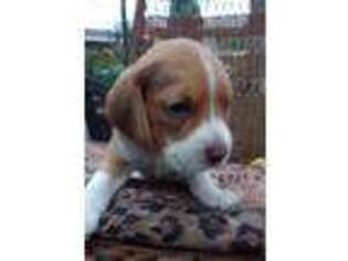 Beagle Puppy for sale in Howard, PA, USA