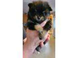 Pomeranian Puppy for sale in Claremont, NH, USA