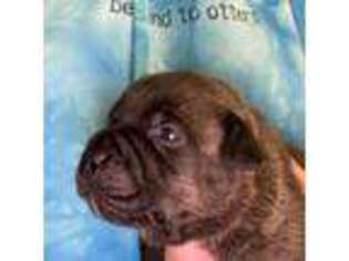 Staffordshire Bull Terrier Puppy for sale in Eunice, LA, USA