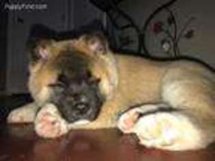 Akita Puppy for sale in Big Lake, MN, USA