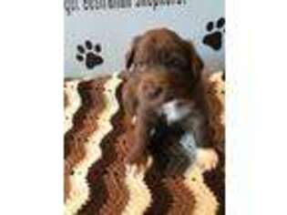 Miniature Australian Shepherd Puppy for sale in Wadsworth, OH, USA