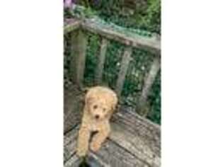 Goldendoodle Puppy for sale in Wayne, PA, USA