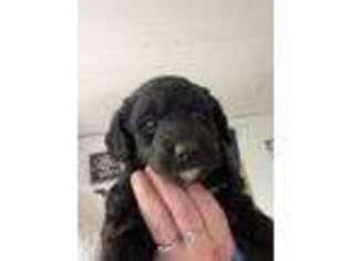Labradoodle Puppy for sale in Springfield, ME, USA