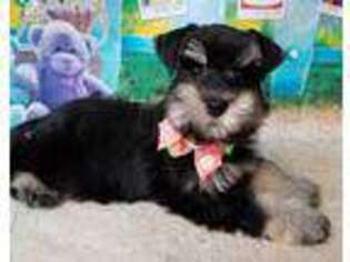 Mutt Puppy for sale in Christmas, FL, USA