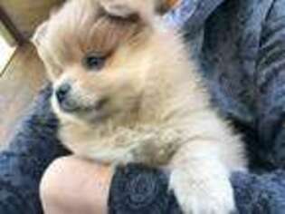 Pomeranian Puppy for sale in Bluford, IL, USA