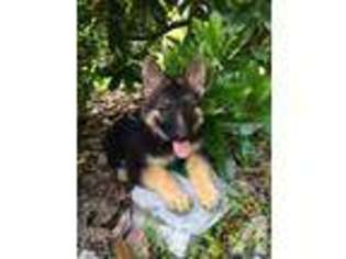 German Shepherd Dog Puppy for sale in MARTIN, TN, USA