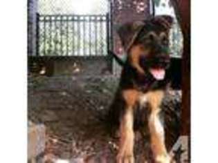 German Shepherd Dog Puppy for sale in TRENTON, NJ, USA