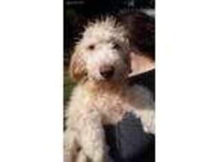 Goldendoodle Puppy for sale in Banks, OR, USA