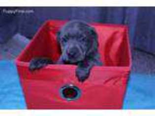 Labrador Retriever Puppy for sale in Paducah, TX, USA