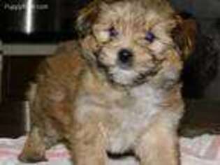 Mutt Puppy for sale in Shakopee, MN, USA