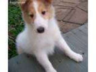 Collie Puppy for sale in Polk, OH, USA