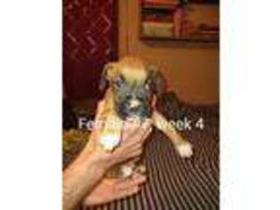 Boxer Puppy for sale in Warren, MI, USA