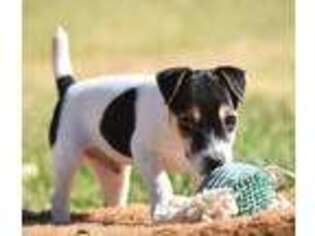 Jack Russell Terrier Puppy for sale in Riverside, CA, USA