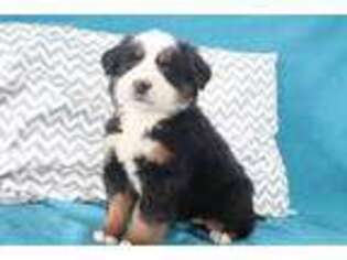 Bernese Mountain Dog Puppy for sale in Wilmot, OH, USA