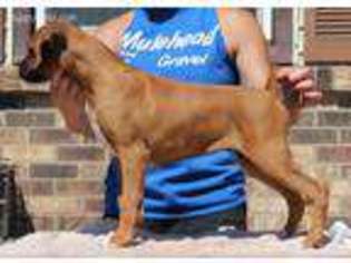Boxer Puppy for sale in Fairfax, SD, USA