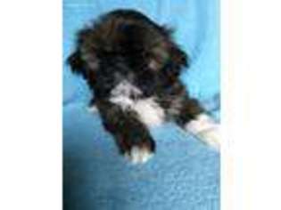 Mutt Puppy for sale in Pfafftown, NC, USA
