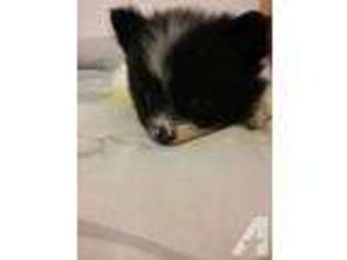 Pomeranian Puppy for sale in INDIO, CA, USA