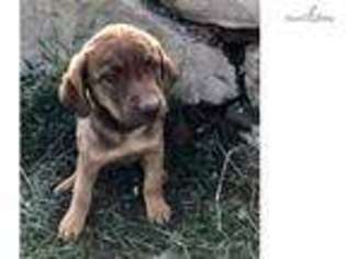 Chesapeake Bay Retriever Puppy for sale in Billings, MT, USA