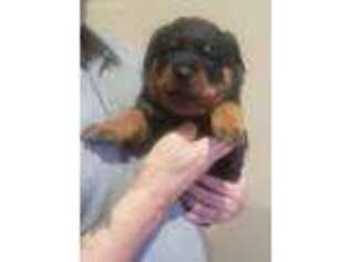 Rottweiler Puppy for sale in Hopkinsville, KY, USA