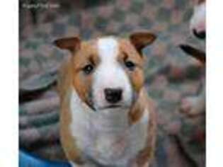 Bull Terrier Puppy for sale in Arkansas City, KS, USA
