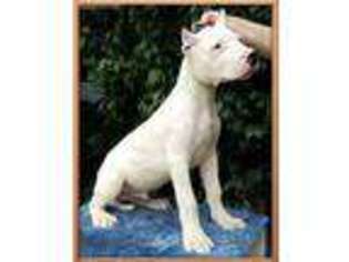 Dogo Argentino Puppy for sale in San Diego, CA, USA