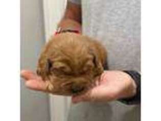 Golden Retriever Puppy for sale in Valley Head, AL, USA