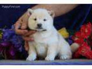 Shiba Inu Puppy for sale in Elkton, MD, USA