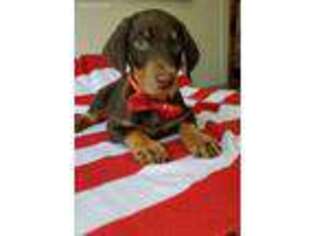 Doberman Pinscher Puppy for sale in Lake City, FL, USA