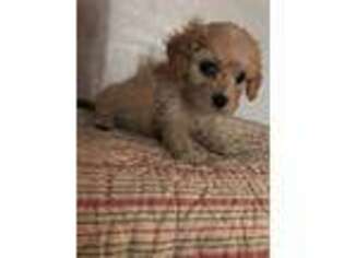 Cavapoo Puppy for sale in Raymondville, MO, USA