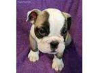 Bulldog Puppy for sale in Ashville, AL, USA