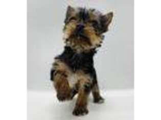 Yorkshire Terrier Puppy for sale in San Leandro, CA, USA