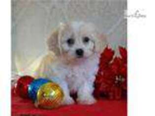 Cavachon Puppy for sale in Harrisburg, PA, USA