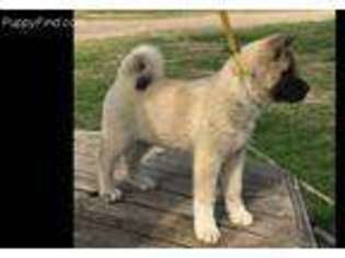 Akita Puppy for sale in Howe, OK, USA