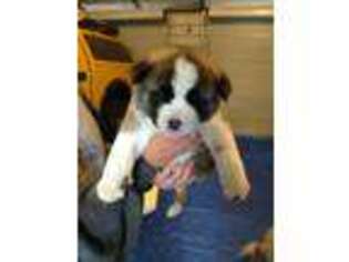 Akita Puppy for sale in Reidsville, GA, USA