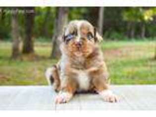 Australian Shepherd Puppy for sale in Stillwater, OK, USA