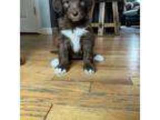 Australian Shepherd Puppy for sale in Charlton, MA, USA