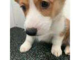 Pembroke Welsh Corgi Puppy for sale in Pendleton, KY, USA