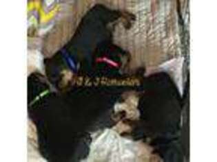 Rottweiler Puppy for sale in Greencastle, IN, USA