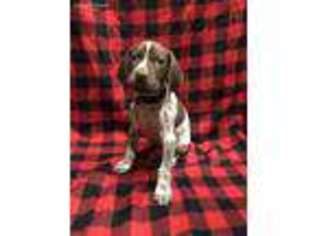 German Shorthaired Pointer Puppy for sale in Britt, MN, USA