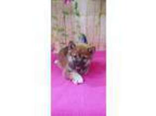 Shiba Inu Puppy for sale in Kit Carson, CO, USA