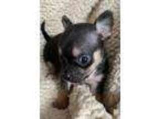 Chihuahua Puppy for sale in KILLINGWORTH, CT, USA