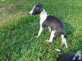 Italian Greyhound Puppy for sale in DU BOIS, PA, USA