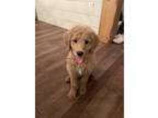 Goldendoodle Puppy for sale in Brushton, NY, USA