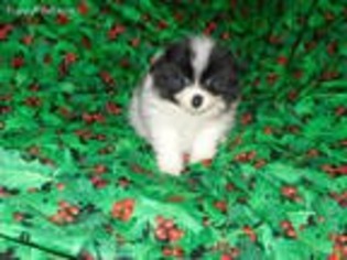 Pomeranian Puppy for sale in Mansfield, OH, USA