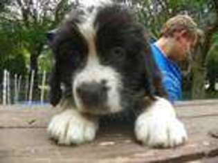 Saint Bernard Puppy for sale in Grand Rapids, OH, USA