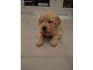 Golden Retriever Puppy for sale in Jupiter, FL, USA